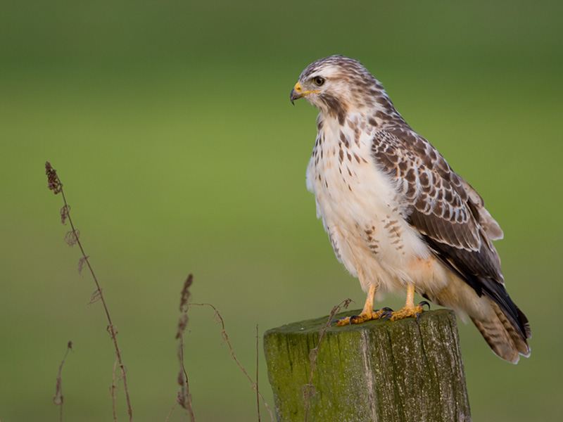 Buteo buteo Common Buzzard Buizerd